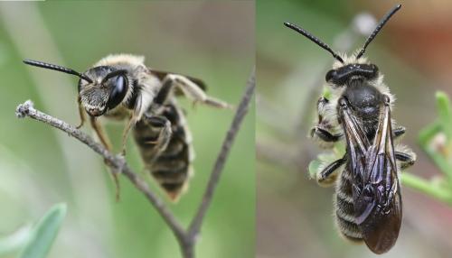 Réf. 346 829 : Andrena sp.